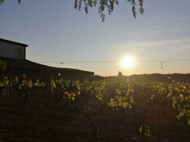 investissement participatif viticole à Bordeaux, Illats, Château Archambeau